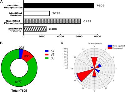 Synaptic Protein Phosphorylation Networks Are Associated With Electroacupuncture-Induced Circadian Control in the Suprachiasmatic Nucleus